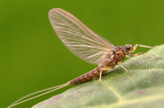 Adult Mayfly (Female) Olive Dun, landed on a green leaf. stock photo 