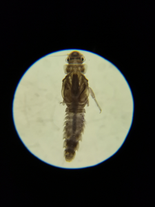 An image of a caenis beskidensis in microscope form. 
