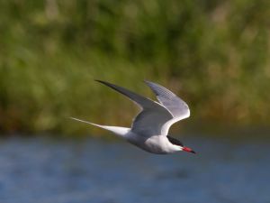 Common Tern bird flying low over a coastal lake in sunny weather
